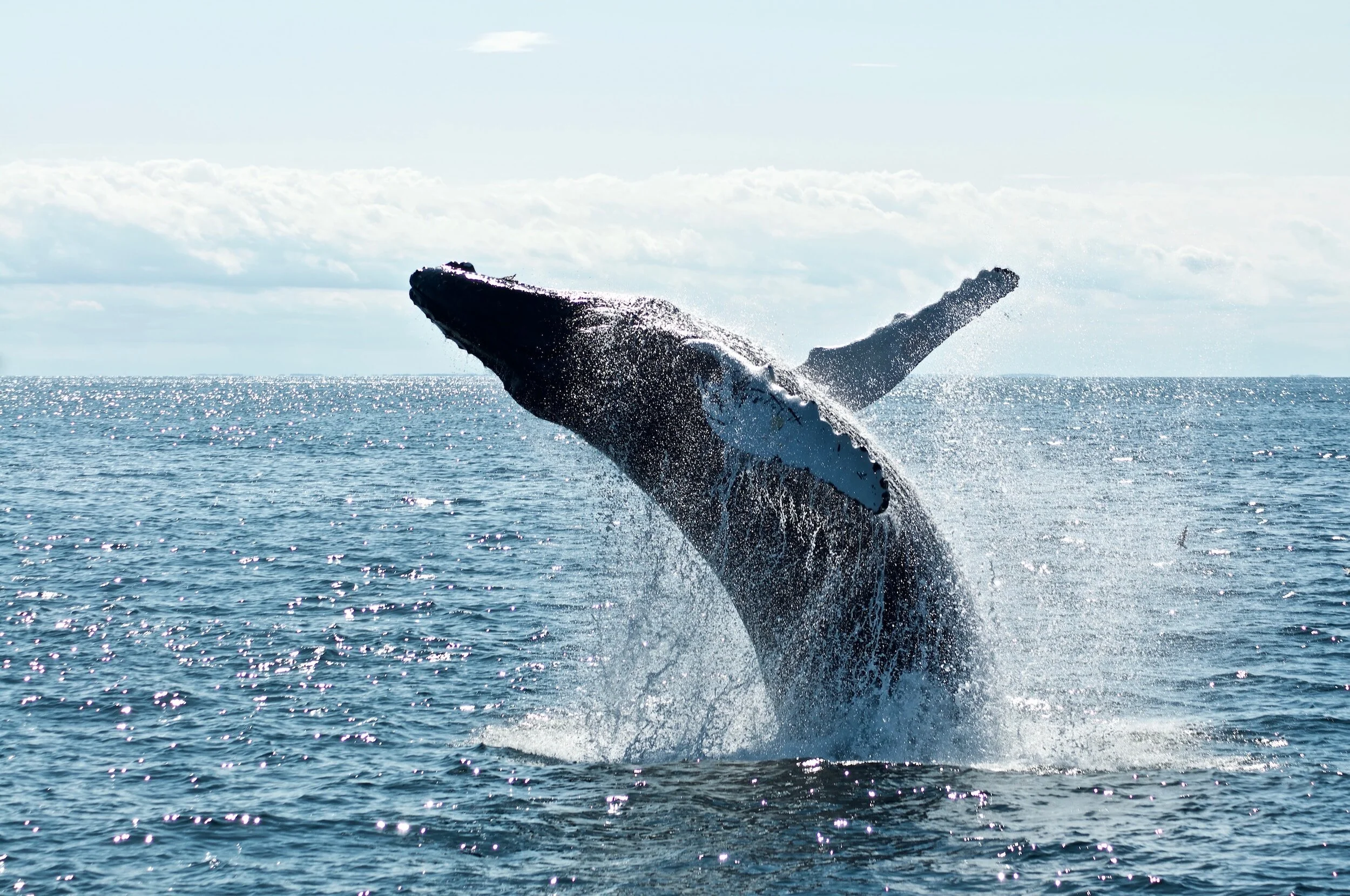 Mirissa Whale Watching